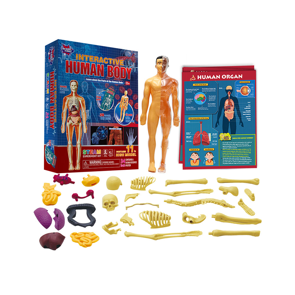 Human Anatomy Lab